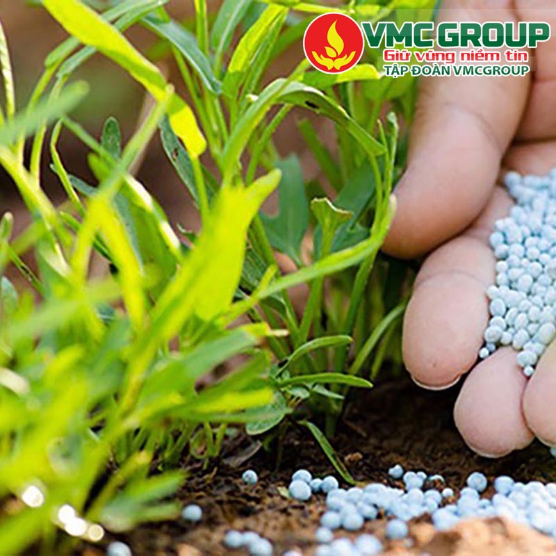 Phân MOP giúp tăng cường sức khỏe cây trồng