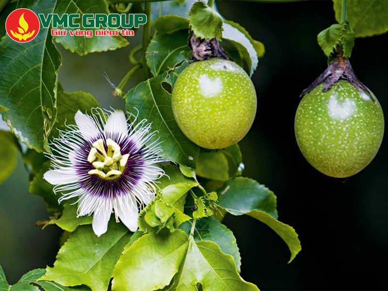 Ứng dụng của Thiourea trong nông nghiệp