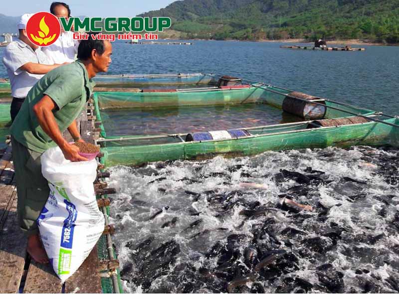 Công dụng của muối thái trong thủy sản