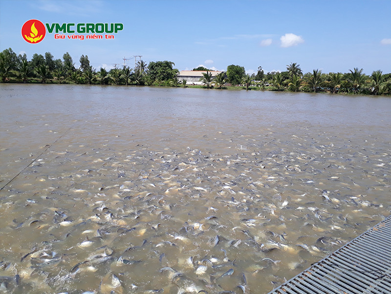 Hóa chất BKC dùng làm chất khử trùng nước ao nuôi thủy sản