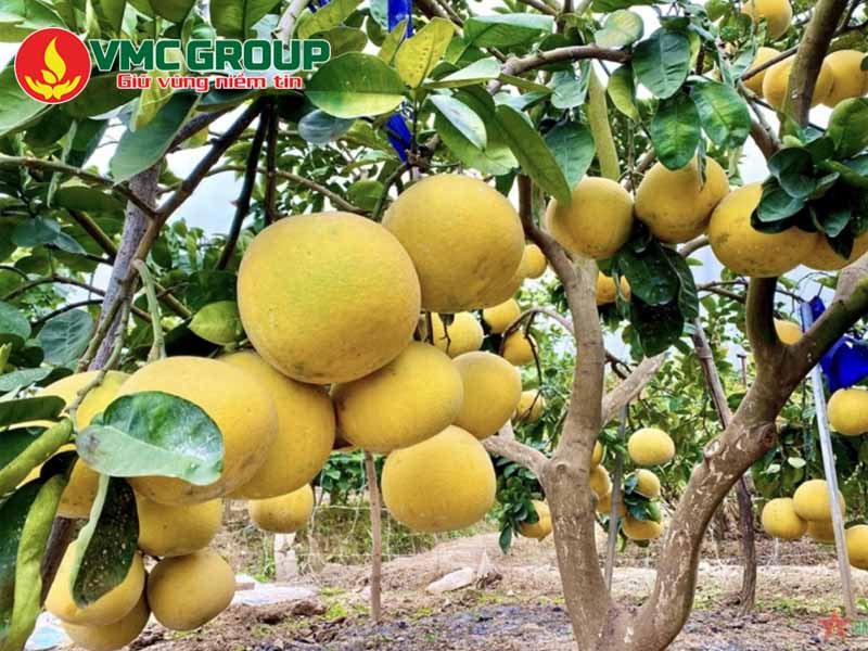 Công dụng của Humate- Acid Humic